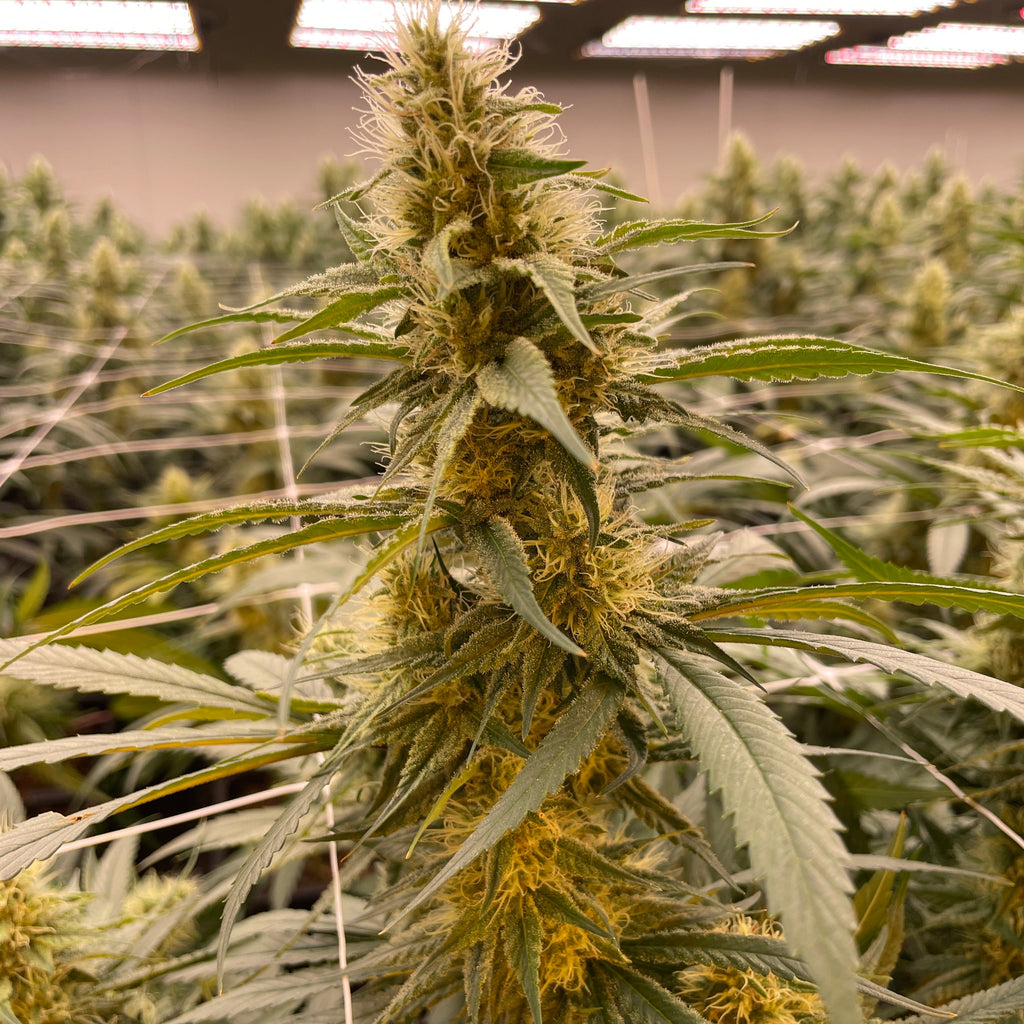 Die größten Anfängerfehler beim Cannabis-Anbau – und wie du sie vermeidest (Indoor & Outdoor Guide 2026)