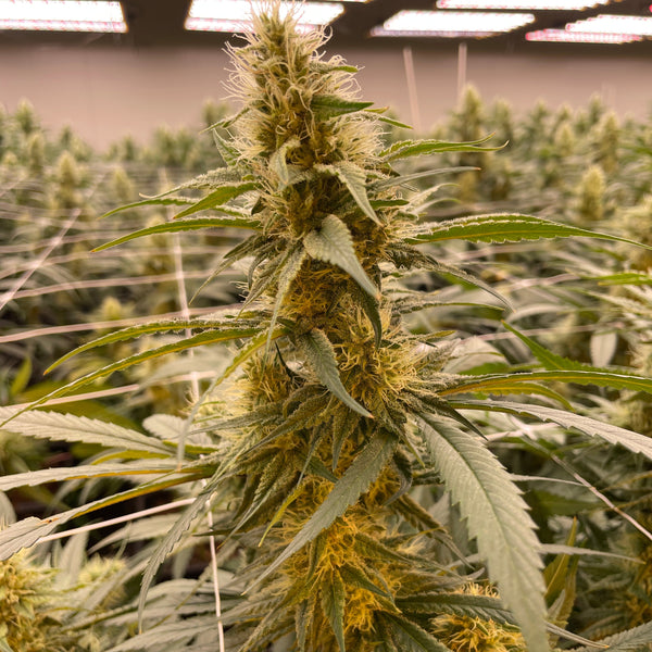 Die größten Anfängerfehler beim Cannabis-Anbau – und wie du sie vermeidest (Indoor & Outdoor Guide 2026)