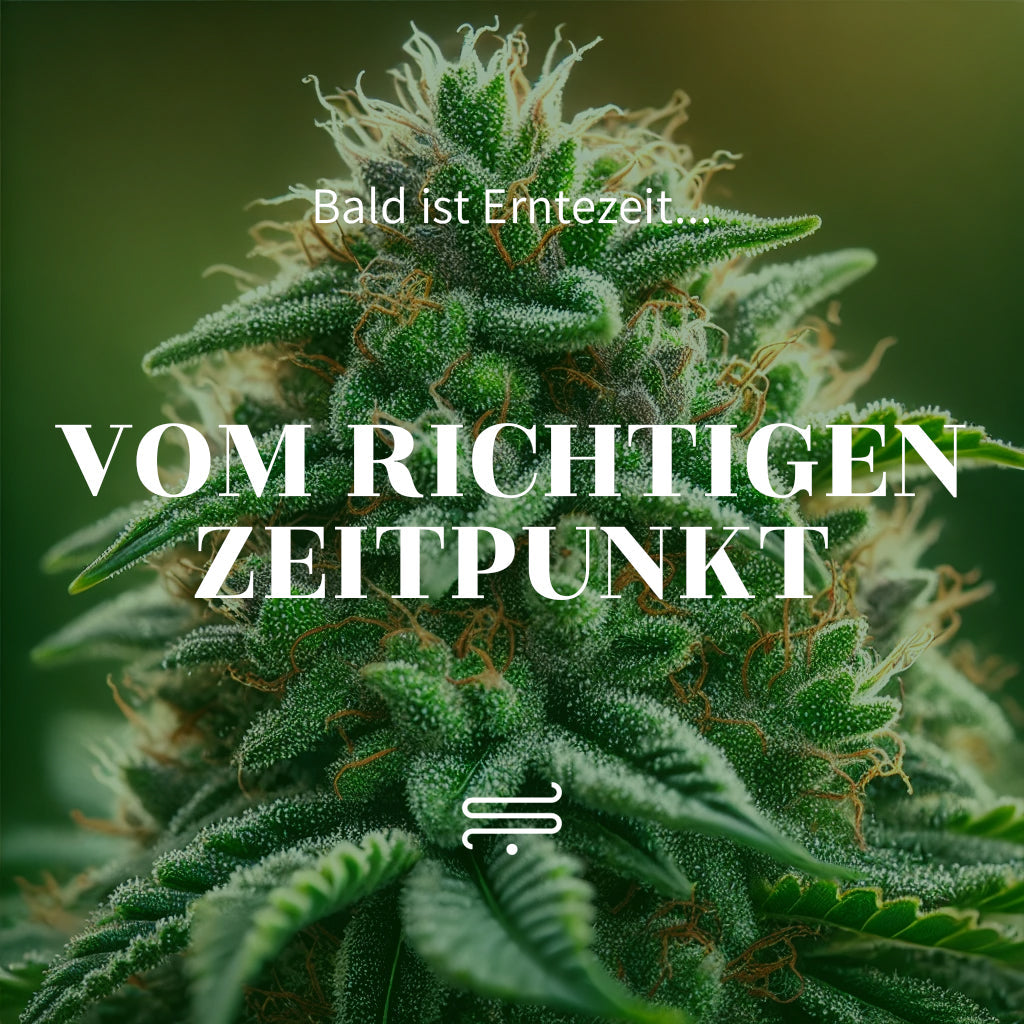 Wann ist Cannabis erntereif? Ein umfassender Leitfaden